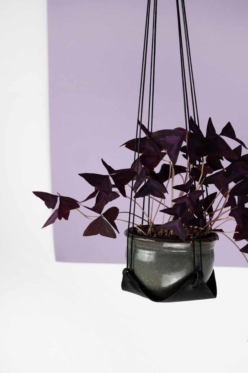 Pflanzenhänger aus Leder in schwarz von Laura Stolz Ansicht 1